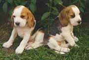 A Ht Kpe: Beagle